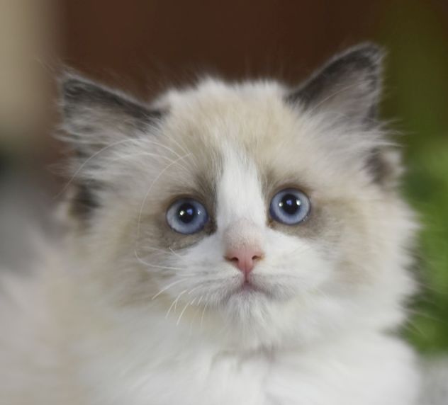 images/AvailableKittens/Roxy website.jpg
